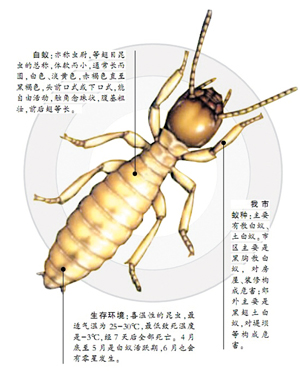 家中白蟻防治的方法