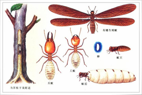 白蟻侵入室內(nèi)途徑