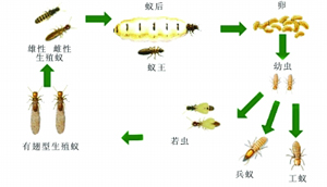 滅白蟻的方法