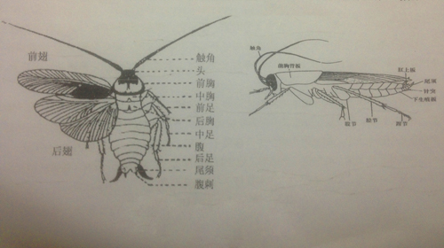 蟑螂的形態特征