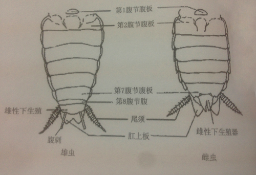 蟑螂的形態特征