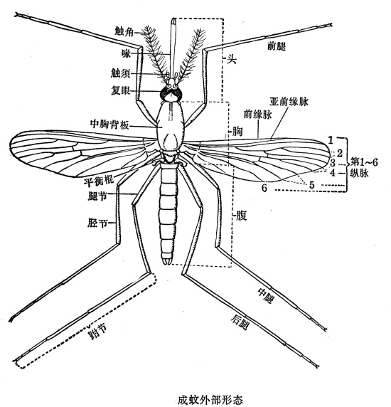 蚊子的形態特征