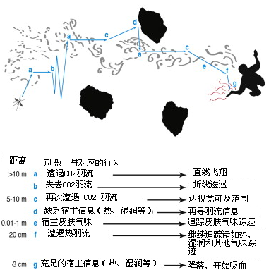 蚊子是如何追蹤到我們的？