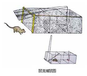 滅鼠器械及滅鼠毒餌的投放