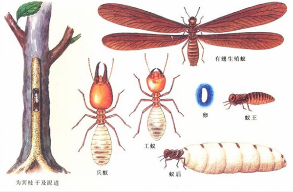 大水蟻其實就是我們所說的白蟻