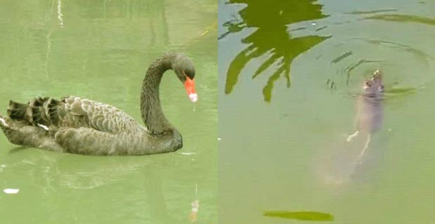 公園老鼠潛水搶食|滅鼠|康雅殺蟲滅鼠