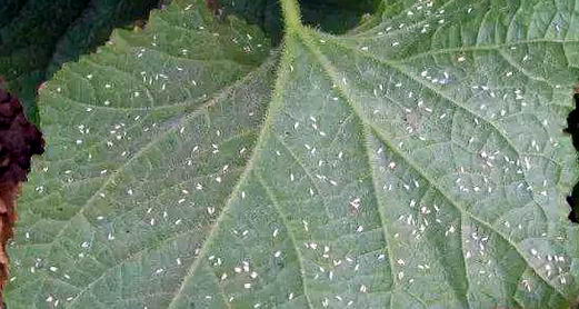 常見植株害蟲-白粉虱|康雅殺蟲|廣州殺蟲